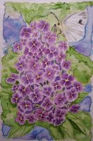 Wild Phlox with White Cabbage Butterfly